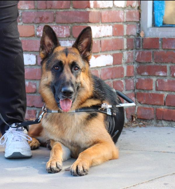 /Images/uploads/International Guiding Eyes Inc/gdapawsitivitycalendar/entries/20779thumb.jpg